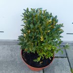 Krušpán vždyzelený (Buxus sempervirens) - výška 20-30 cm, kont. C3L